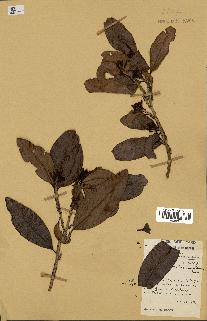 spécimen de Erythroxylum laurifolium