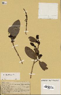 spécimen de Erythroxylum laurifolium