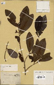 spécimen de Erythroxylum laurifolium