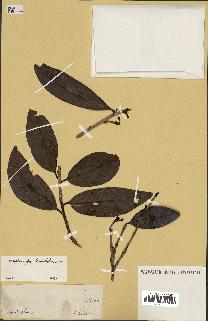 spécimen de Erythroxylum laurifolium