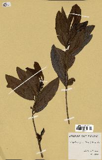 spécimen de Erythroxylum laurifolium