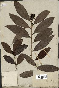 spécimen de Erythroxylum laurifolium