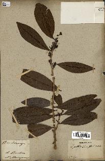 spécimen de Erythroxylum laurifolium