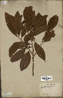 spécimen de Erythroxylum laurifolium