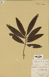 spécimen de Erythroxylum laurifolium