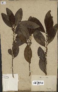 spécimen de Erythroxylum laurifolium