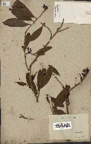 spécimen de Erythroxylum laurifolium