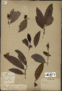 spécimen de Erythroxylum laurifolium