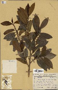 spécimen de Erythroxylum laurifolium