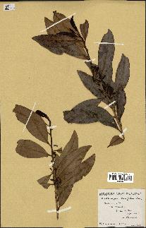 spécimen de Erythroxylum laurifolium