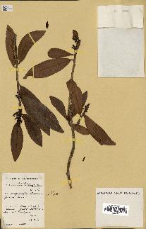 spécimen de Erythroxylum laurifolium