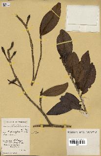 spécimen de Erythroxylum laurifolium