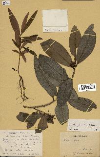 spécimen de Erythroxylum laurifolium