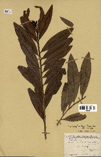 spécimen de Erythroxylum laurifolium