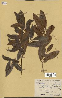 spécimen de Erythroxylum sideroxyloides