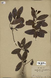 spécimen de Erythroxylum sideroxyloides