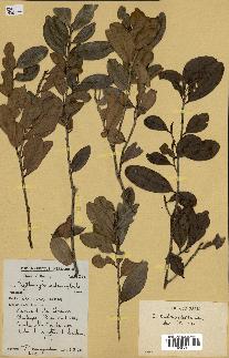 spécimen de Erythroxylum sideroxyloides