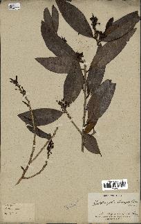 spécimen de Erythroxylum laurifolium