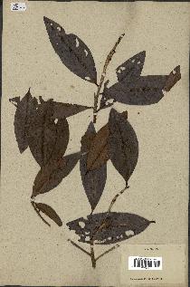 spécimen de Erythroxylum laurifolium