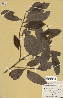 spécimen de Erythroxylum laurifolium