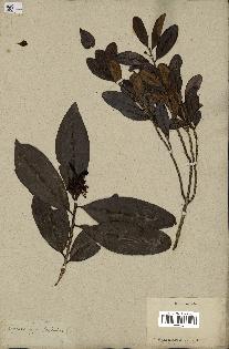 spécimen de Erythroxylum laurifolium