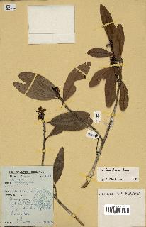 spécimen de Erythroxylum laurifolium