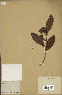 spécimen de Erythroxylum laurifolium