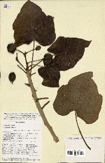 spécimen de Jatropha curcas