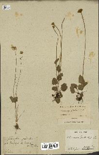 spécimen de Parnassia palustris