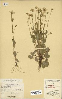 spécimen de Parnassia palustris