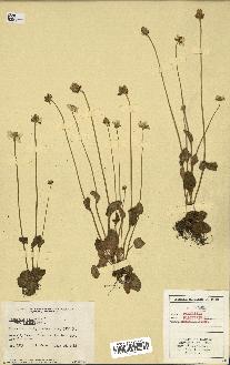 spécimen de Parnassia palustris