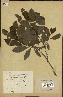 spécimen de Salix pedicellata