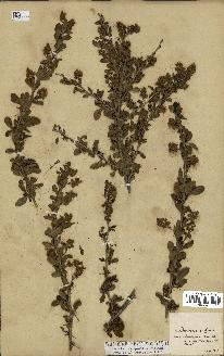 spécimen de Berberis vulgaris