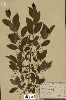 spécimen de Euonymus europaeus