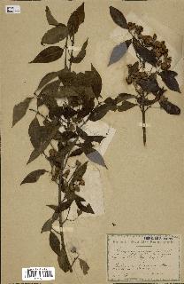 spécimen de Euonymus europaeus