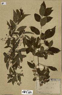 spécimen de Euonymus europaeus