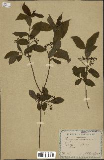 spécimen de Euonymus europaeus