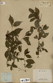 spécimen de Euonymus europaeus