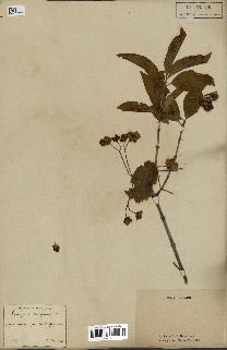 spécimen de Euonymus europaeus