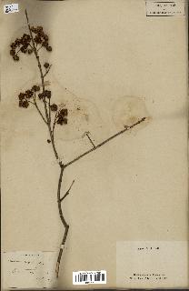 spécimen de Euonymus europaeus