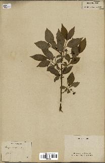 spécimen de Euonymus europaeus