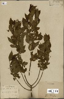 spécimen de Euonymus europaeus