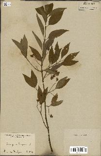 spécimen de Euonymus europaeus