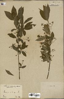 spécimen de Euonymus europaeus