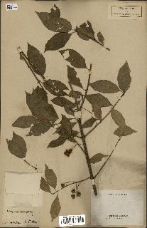 spécimen de Euonymus europaeus