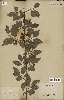 spécimen de Euonymus europaeus