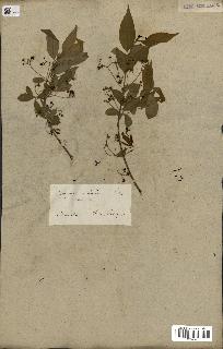 spécimen de Euonymus europaeus