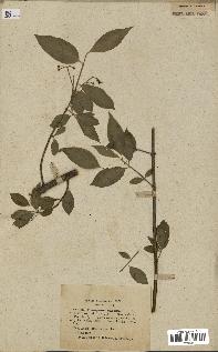 spécimen de Euonymus europaeus