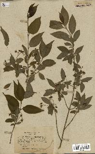 spécimen de Euonymus europaeus