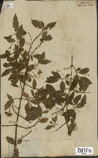 spécimen de Euonymus europaeus